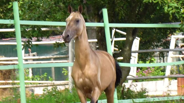 Beautiful golden akhal-teke stallion in slow-motion in summer
