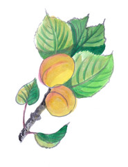 Apricot Fruit Branch Summer Watercolor Illustration, jpg 
