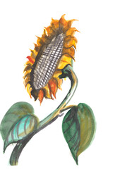 Sunflower Blooms Summer Watercolor Illustration jpg