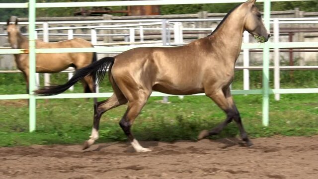 Beautiful golden shining horse running gallop in paddock in slow-motion