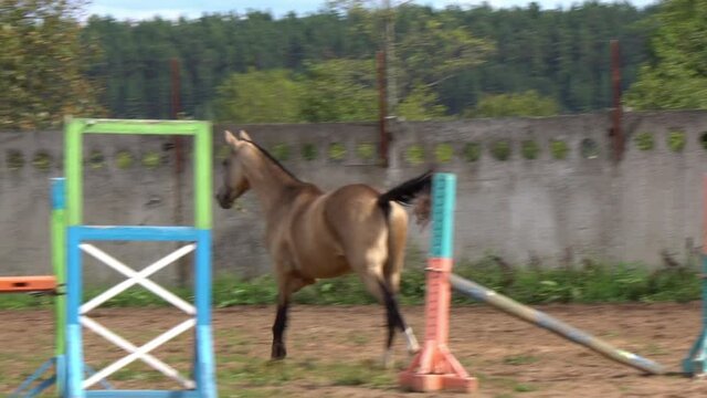 Young golden coat horse jumping the barrier in slow-motion