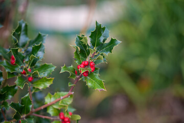 Obraz premium Europäische Stechpalme mit roten Beeren