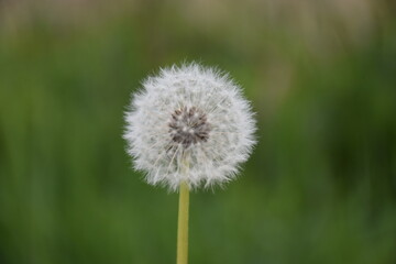 dandelion on blurred background