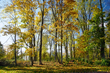 Fototapeta premium Autumn landscape. Old park in the rays of the sun in October. Gold autumn.