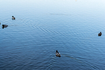 Wild ducks swimming in the Herastrau lake, Bucharest, Romania.