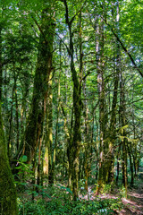 Tropical forest landscape. South of Russia