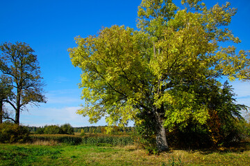 Obraz premium Nice view in October. Gold autumn. Old trees by the road.