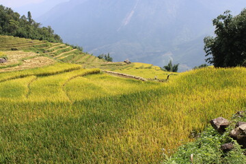 In the Rice Fields around Sa Pa in Northern Vietnam