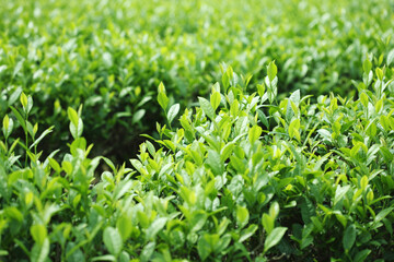 茶葉