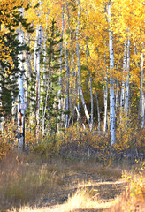 Driveway through Autumn Trees