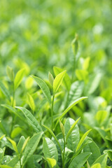 茶葉