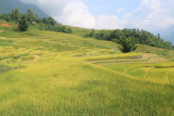 Fototapeta premium In the Rice Fields around Sa Pa in Northern Vietnam