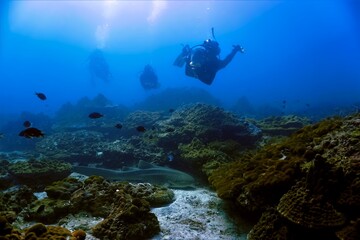 Landscape with Leopard shark