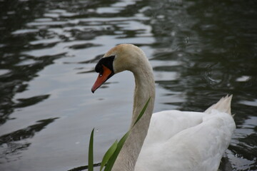 swan portrait