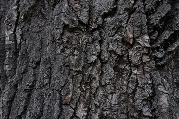 ancient elm bark