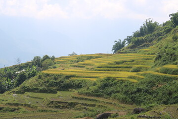 Fototapeta premium In the Rice Fields around Sa Pa in Northern Vietnam