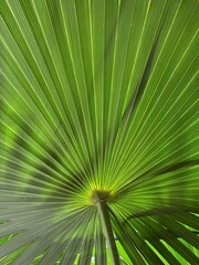 Palm tree leaves