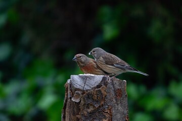 red backed shrike