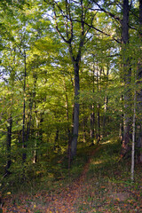 Russia, Kaliningrad region, evening autumn forest. The Oct 2020.