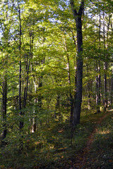 marriage, comfortable, January, flower, modern, style, apartment, basket, home, huge, floor, elegant, table, wicker, nature, traditional, living room, indoor, furniture, interior, home, gift, decor, C