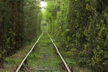 Natural tunnel of love formed by trees in Ukraine, Klevan. old railway in the beautiful tunnel in summer day