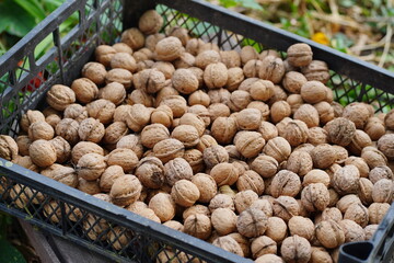 Close up of walnuts crop in crate. Pile of nuts in shell outdoors in garden.