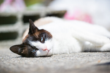 siamese ragdoll crossbreed cat resting in the sun on a terrace