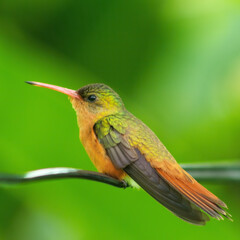 Colibrí en la ciudad
