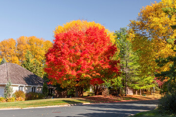 Naklejka premium Autumn scenes under sunny day 