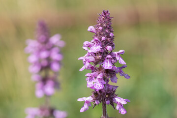 Close up of a marsh hedgenettle (stachys palustris) flower in bloom