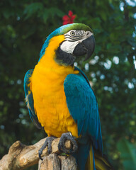 blue and gold macaw