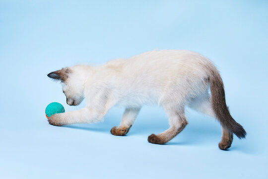 portrait d'un chaton de race siamois  thai couleur seal point jouant avec une balle  
