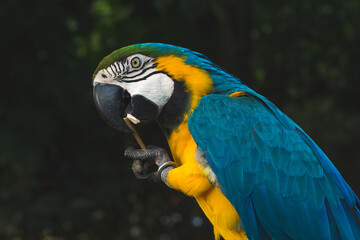 blue and yellow macaw