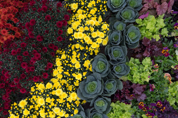 Rows of Chrysanthemums, Heuchera and Ornamental Cabbage