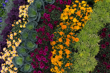 Colorful rows of hardy fall flowers