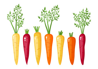 Bright vector collection of colorful carrots - yellow, orange, purple