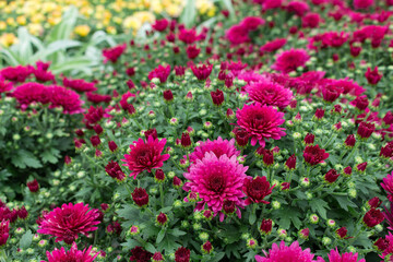Pink chrysanthemum