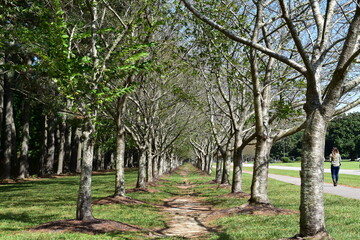 Obraz premium Cherry Blossom tree path in the park