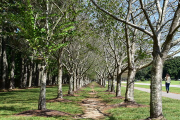 Cherry Blossom tree path in the park