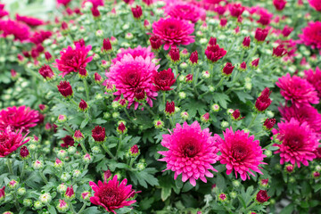 Endless Pink Chrysanthemums