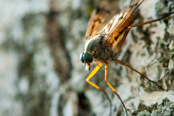 Close-up mosquito with big funny green eyes sitting on a bark of birch tree