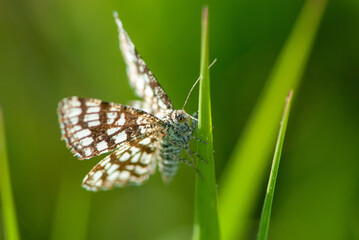 Closeup small alpine brown white hairy butterfly on a green blade of grass