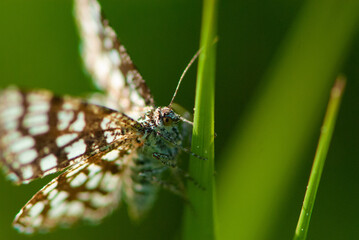 Obraz premium Closeup small alpine brown white hairy moth latticed heath on a green blade of grass