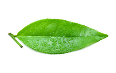 Naklejka na ściany i meble leaves Fresh green tea with drops of water isolated on white background.