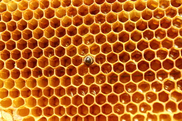 close up view of new born bee inside beehive on the frame with honey,young bee looking for...
