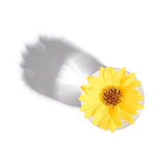 Fresh clear water drink with yellow flower in glass isolated on white background, hard light creative composition, top view