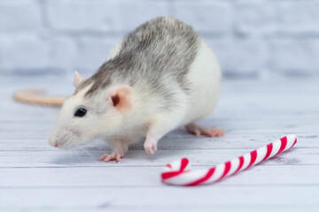 Cute rat sniffs New Year's candy cane. Portrait of a rodent close-up. holiday postcard.