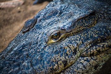 Cocodrilo en reserva natural laguna Ventanilla, Mazunte Mexico
