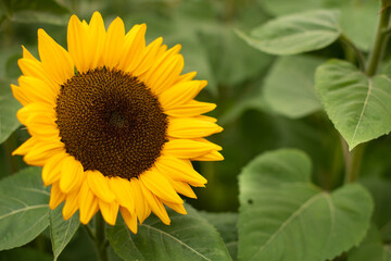 Sonnenblumen Hintergrund Close-up