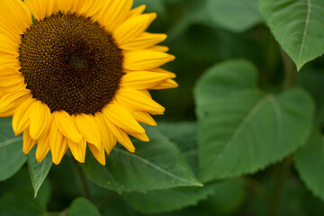 Sonnenblumen Hintergrund Close-up